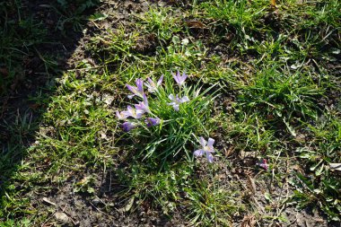Crocus tommasinianus Mart ayında mor çiçeklerle çiçek açar. Crocus tommasinianus, ormanlık, erken ya da Tommasini 'nin krokusu, uzun ömürlü bir hastalıktır. Berlin, Almanya. 