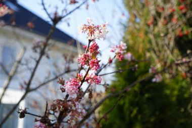 Viburnum farreri Mart 'ta çiçek açar. Viburnum farreri, syn. V. fragrans, Adoxaceae familyasından bir bitki türüdür. Berlin, Almanya.