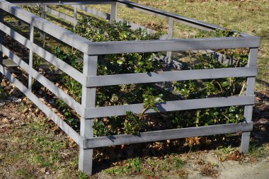 Mart ayında Schmetterlingswiesen dinlenme bölgesinde gri bir metal çerçeveye dikilmiş Ilex meserveae çalıları. Ilex ya da Holly, Aquifoliaceae familyasından bir bitki cinsidir. Berlin, Almanya.                    
