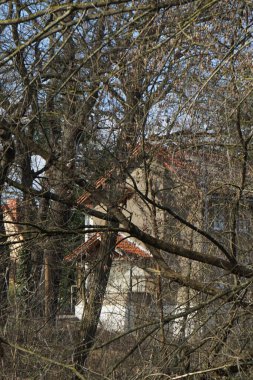 Mart ayında bir kırmızı sincap ağaç dalları boyunca zıplar. Kızıl sincap (