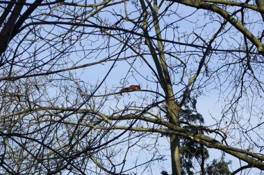 Mart ayında bir kırmızı sincap ağaç dalları boyunca zıplar. Kızıl sincap (