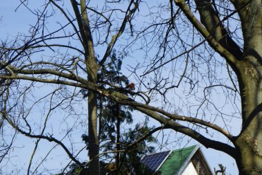 Mart ayında bir kırmızı sincap ağaç dalları boyunca zıplar. Kızıl sincap (