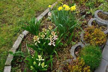 Mart ayında sarı 'Hollanda Ustası' nergisleri ve pembe ve beyaz sümbüller açar. Narcissus (nergis: 