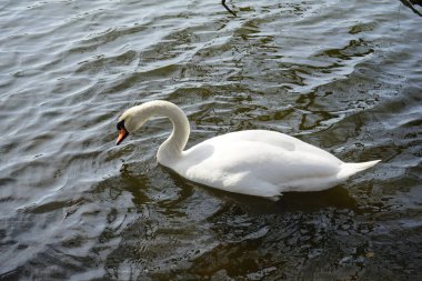 Güzel dilsiz bir kuğu Mart ayında Wuhlesee veya Wuhlebecken boyunca yüzer. Dilsiz kuğu (