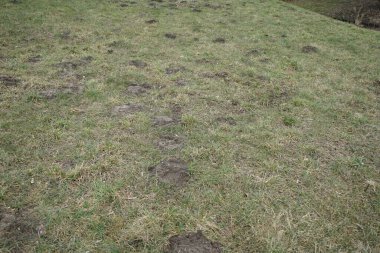 Mart ayında Wuhle Nehri 'nin kıyısında bulunan Köstebek Tepeleri, Wuhletal' deki pitoresk Landschaftspark 'tadır. Köstebek tepesi, köstebek tepeciği, küçük yuva yapan memeliler tarafından oluşturulan gevşek toprakların konik bir tümseğidir. Marzahn-Hellersdorf, Berlin, Almanya.