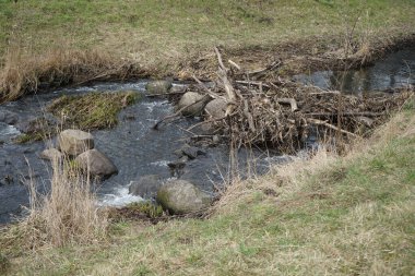 Mart ayında Wuhletal 'daki Wuhle Nehri manzaralı Landschaftspark. Wuhle, Spree 'ye küçük bir sağ yaka haracı. Berlin, Almanya, Avrupa.