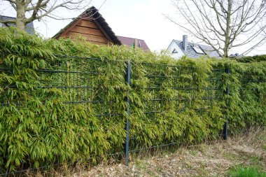 Phylostachys aurea bitkileri Mart ayında çitin arkasında yetişir. Phyllostachys aurea, Bambuseae familyasından bir bambu türüdür. Berlin, Almanya.