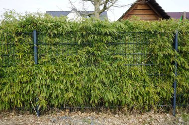 Phylostachys aurea bitkileri Mart ayında çitin arkasında yetişir. Phyllostachys aurea, Bambuseae familyasından bir bambu türüdür. Berlin, Almanya.