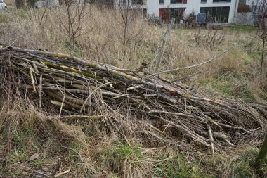 Böcekler ve hayvanlar için ölü çit Berlinliler 'in dinlenme alanında yer almaktadır. Ölü bir çit, kesilmiş dallar, fidanlar ve yapraklardan yapılmış bir bariyerdir. Berlin, Almanya, Avrupa.