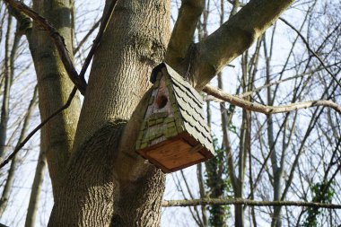 Mart ayında bir kuş evi bir ağaca asılır. Yuva kutusu, yuva yuvası, kuş yuvası, kuş yuvası, kuş yuvası, hayvanların yuva yapması için insan yapımı bir muhafazadır. Berlin, Almanya, Avrupa.