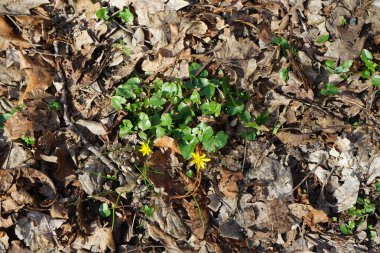 Ficaria verna 'nın sarı çiçekleri Mart ayında Wuhle nehrinin kıyısında çiçek açar. Ficaria verna ya da daha az celandine, Ranunculus ficaria veya pilewort, uzun ömürlü, tüysüz bir bitkidir. Berlin, Almanya.