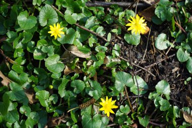 Ficaria verna 'nın sarı çiçekleri Mart ayında Wuhle nehrinin kıyısında çiçek açar. Ficaria verna ya da daha az celandine, Ranunculus ficaria veya pilewort, uzun ömürlü, tüysüz bir bitkidir. Berlin, Almanya.