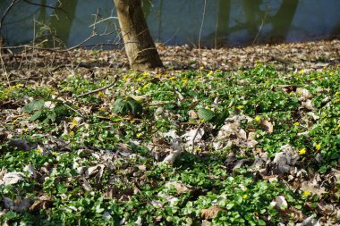 Ficaria verna 'nın sarı çiçekleri Mart ayında Wuhle nehrinin kıyısında çiçek açar. Ficaria verna ya da daha az celandine, Ranunculus ficaria veya pilewort, uzun ömürlü, tüysüz bir bitkidir. Berlin, Almanya.
