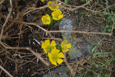Eranbu silikik bitkiler Mart ayında bahçede sarı çiçeklerle çiçek açarlar. Eranthis, Ranunculaceae familyasından sekiz çiçekli bir bitki cinsidir. Berlin, Almanya, Avrupa.