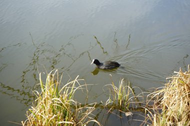 Mart ayında bir Fulica atra, Wuhlebecken veya Wuhlesee Gölü boyunca yüzer. Avrasya yaban ördeği (