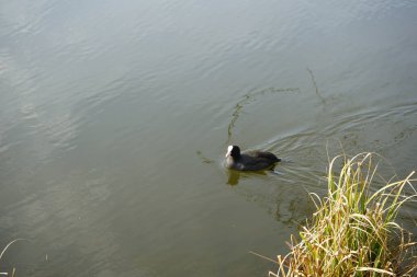 Mart ayında bir Fulica atra, Wuhlebecken veya Wuhlesee Gölü boyunca yüzer. Avrasya yaban ördeği (