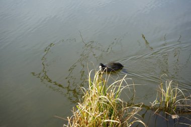 Mart ayında bir Fulica atra, Wuhlebecken veya Wuhlesee Gölü boyunca yüzer. Avrasya yaban ördeği (