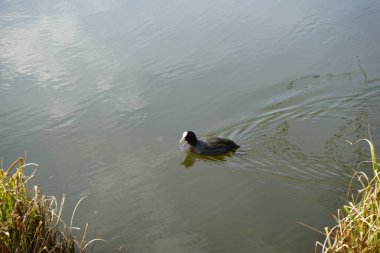 Mart ayında bir Fulica atra, Wuhlebecken veya Wuhlesee Gölü boyunca yüzer. Avrasya yaban ördeği (