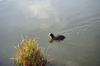 Mart ayında bir Fulica atra, Wuhlebecken veya Wuhlesee Gölü boyunca yüzer. Avrasya yaban ördeği (