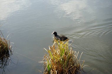 Mart ayında bir Fulica atra, Wuhlebecken veya Wuhlesee Gölü boyunca yüzer. Avrasya yaban ördeği (