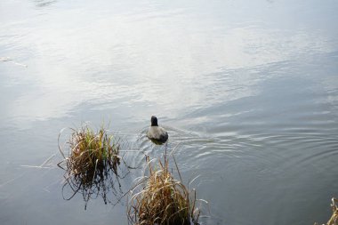 Mart ayında bir Fulica atra, Wuhlebecken veya Wuhlesee Gölü boyunca yüzer. Avrasya yaban ördeği (