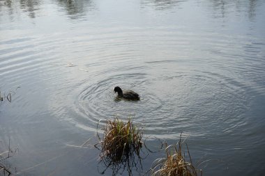 Mart ayında bir Fulica atra, Wuhlebecken veya Wuhlesee Gölü boyunca yüzer. Avrasya yaban ördeği (