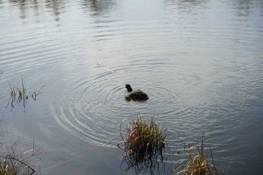 Mart ayında bir Fulica atra, Wuhlebecken veya Wuhlesee Gölü boyunca yüzer. Avrasya yaban ördeği (