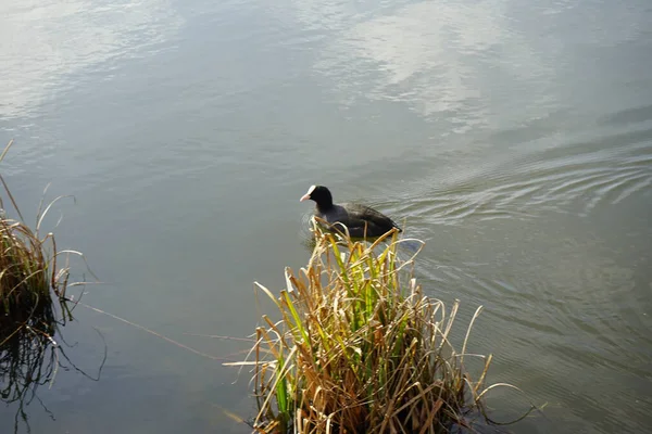 Mart ayında bir Fulica atra, Wuhlebecken veya Wuhlesee Gölü boyunca yüzer. Avrasya yaban ördeği (