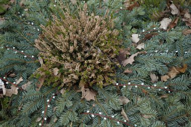 Calluna vulgaris Mart 'ta çiçek açar. Calluna vulgaris, çalıgiller (Ericaceae) familyasından çiçekli bir bitki türü olan Calluna vulgaris familyasından bir kuş türü. Berlin, Almanya.