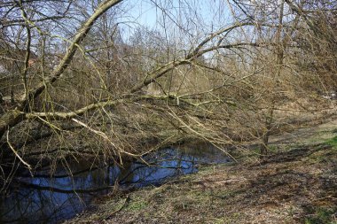 Mart ayında Wuhle Nehri ile güzel bir bahar manzarası. Wuhle, Spree 'ye küçük bir sağ yaka haracı. Berlin, Almanya, Avrupa.