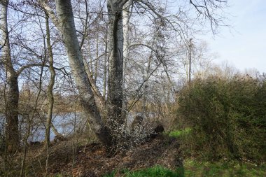 Mart ayındaki Wuhlebecken Gölü manzarası bahar bitkileriyle çevrili. Wuhlebecken, Marzahn-Hellersdorf, Berlin, Almanya ve Avrupa 'da bulunan bir göldür..