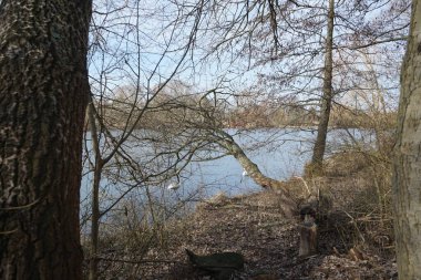 Güzel beyaz dilsiz kuğular Mart ayında Wuhlesee ya da Wuhlebecken boyunca yüzerler. Dilsiz kuğu (