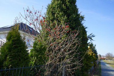 Mart 'ta meyveli Viburnum Opulus fidanı büyür. Viburnum opulus, Adoxaceae familyasından bir çicek türü. Berlin, Almanya, Avrupa.