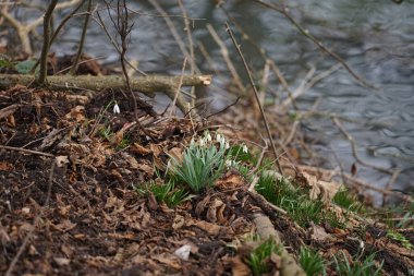 Galanthus nivalis bitkileri Mart ayında beyaz çiçeklerle çiçek açarlar. Galanthus nivalis, Galanthus cinsi içinde en çok bilinen ve yaygın olarak görülen kartopu türüdür. Berlin, Almanya.