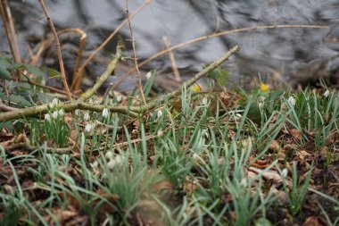 Galanthus nivalis bitkileri Mart ayında beyaz çiçeklerle çiçek açarlar. Galanthus nivalis, Galanthus cinsi içinde en çok bilinen ve yaygın olarak görülen kartopu türüdür. Berlin, Almanya.