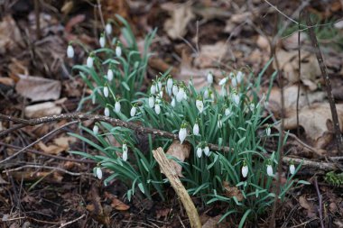 Galanthus nivalis bitkileri Mart ayında beyaz çiçeklerle çiçek açarlar. Galanthus nivalis, Galanthus cinsi içinde en çok bilinen ve yaygın olarak görülen kartopu türüdür. Berlin, Almanya.