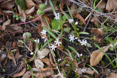 Scilla bifolia 'Rosea' martta çiçek açar. Scilla bifolia, Asparagaceae familyasından Palearktik bölgede yetişen bir bitki türü. Berlin, Almanya.