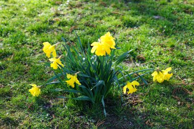Mart ayında Wuhlebecken Gölü kıyısında Narcissus sahte çiçekleri açar. Narcissus pseudonarcissus (yabani nergis), uzun ömürlü bir çiçek bitkisidir. Berlin, Almanya.
