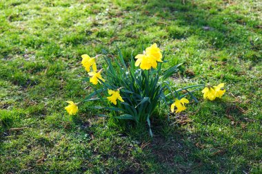 Narcissus sahte çiçekleri Wuhlebecken Gölü 'nün kıyısında açar. Narcissus pseudonarcissus (yabani nergis), uzun ömürlü bir çiçek bitkisidir. Berlin, Almanya.
