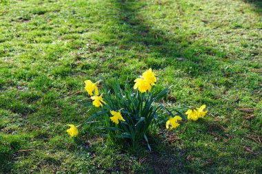 Mart ayında Wuhlebecken Gölü kıyısında Narcissus sahte çiçekleri açar. Narcissus pseudonarcissus (yabani nergis), uzun ömürlü bir çiçek bitkisidir. Berlin, Almanya.