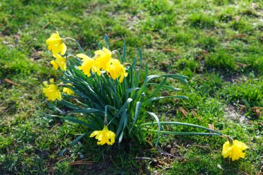 Mart ayında Wuhlebecken Gölü kıyısında Narcissus sahte çiçekleri açar. Narcissus pseudonarcissus (yabani nergis), uzun ömürlü bir çiçek bitkisidir. Berlin, Almanya.