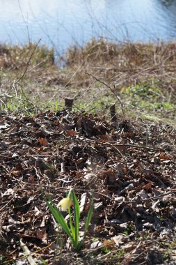 Narcissus sahte çiçekleri Wuhlebecken Gölü 'nün kıyısında açar. Narcissus pseudonarcissus (yabani nergis), uzun ömürlü bir çiçek bitkisidir. Berlin, Almanya.