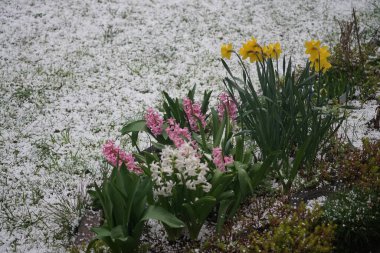 Sarı 'Hollanda Ustası' nergisleri ve pembe ve beyaz sümbüller Mart ayında yağan kar zeminine karşı çiçek açarlar. Narcissus (ayrıca nergis ya da jonquil olarak da bilinir), çiçekli uzun ömürlü bir bitki cinsidir. Berlin, Almanya.