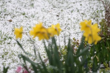 Sarı 'Hollanda Ustası' nergisleri, Muscari Ermeniacum ve sümbülleri, Mart ayında yağan dolu arkaplanına karşı çiçek açarlar. Narcissus (nergis: 