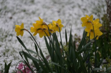 Sarı 'Hollanda Ustası' nergisleri, Muscari Ermeniacum ve sümbülleri, Mart ayında yağan dolu arkaplanına karşı çiçek açarlar. Narcissus (nergis: 