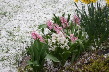 Sarı 'Hollanda Ustası' nergisleri ve pembe ve beyaz sümbüller, Mart 'ta yağan doluya karşı çiçek açarlar. Narcissus (ayrıca nergis ya da jonquil olarak da bilinir), çiçekli uzun ömürlü bir bitki cinsidir. Berlin, Almanya.
