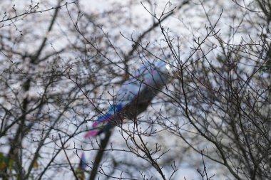 Mart ayında ağaç dallarına takılan bir uçurtma. Uçurtma, havadan daha ağır, kanat yüzeyleri havaya karşı tepkimeye giren ve kalkış ve sürüklenme yaratan bir araçtır. Berlin, Almanya, Avrupa.