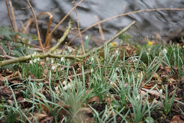 Galanthus nivalis bitkileri Mart ayında beyaz çiçeklerle çiçek açarlar. Galanthus nivalis, Galanthus cinsi içinde en çok bilinen ve yaygın olarak görülen kartopu türüdür. Berlin, Almanya.