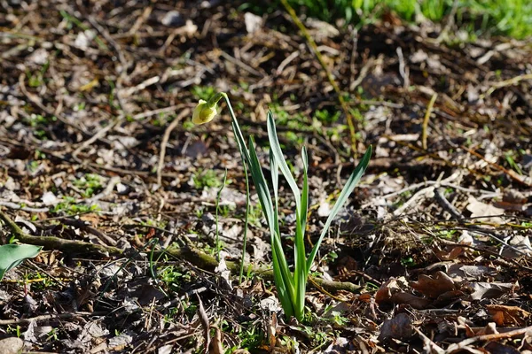 Narcissus sahte çiçekleri Wuhlebecken Gölü 'nün kıyısında açar. Narcissus pseudonarcissus (yabani nergis), uzun ömürlü bir çiçek bitkisidir. Berlin, Almanya.