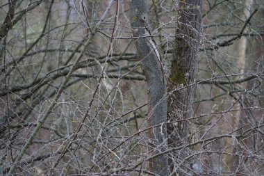 Salix caprea tree blooms in March. Salix caprea, known as goat willow, pussy willow or great salallow, is a common species of willow. Berlin, Germany, Europe.